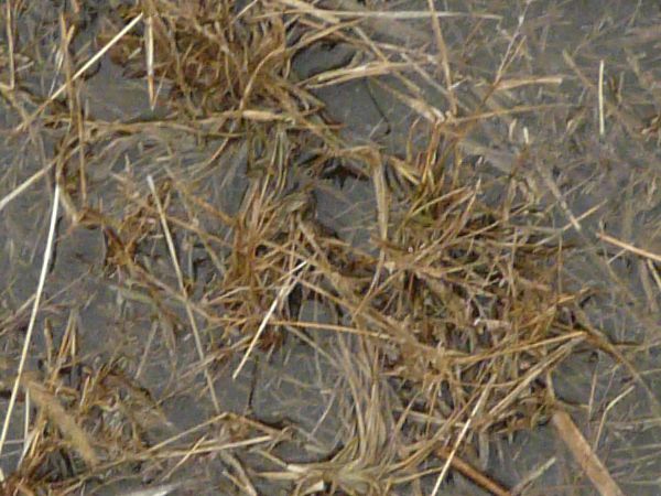 Brown grass texture, mostly covered by clear water.